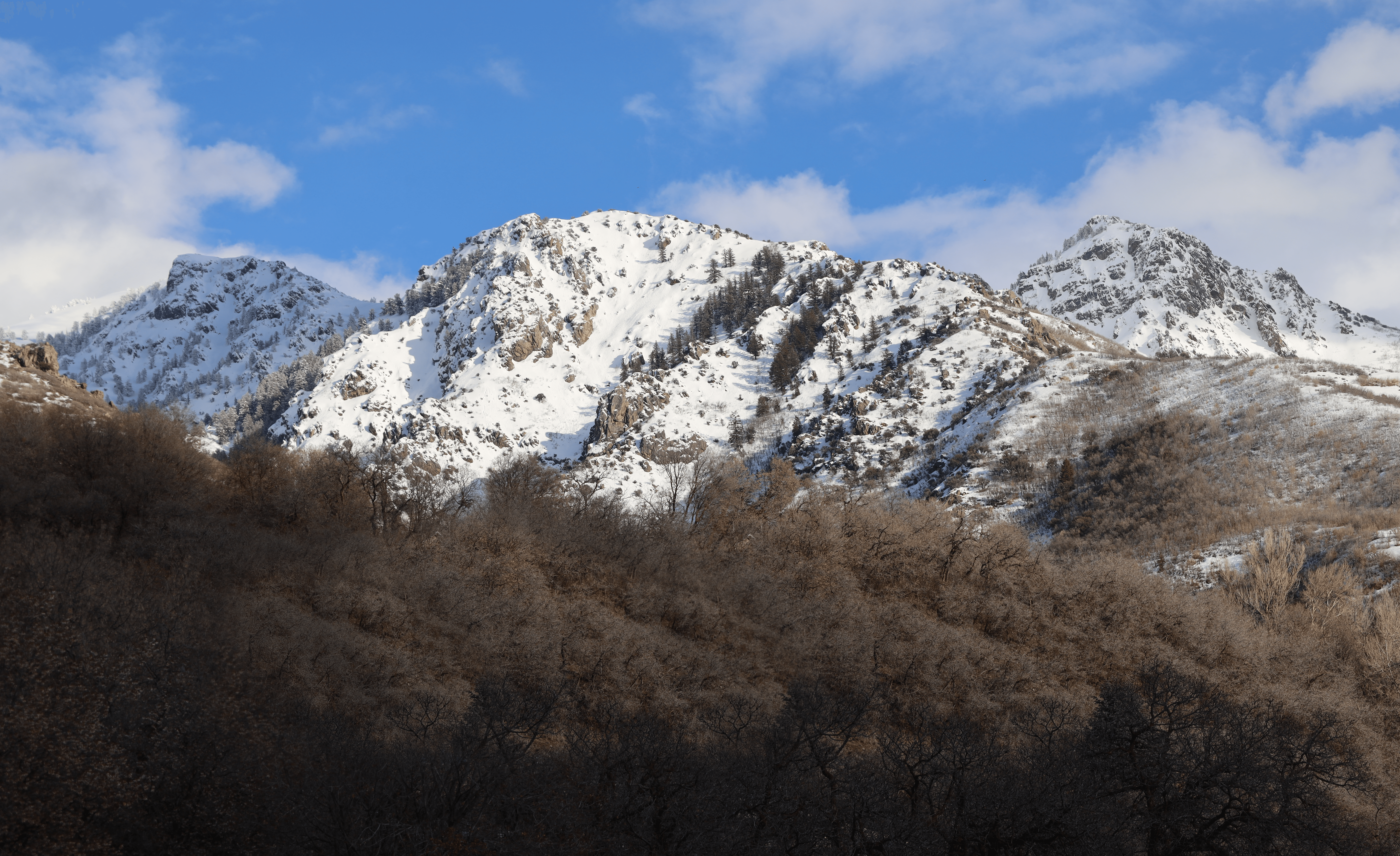 Mountain & Trees